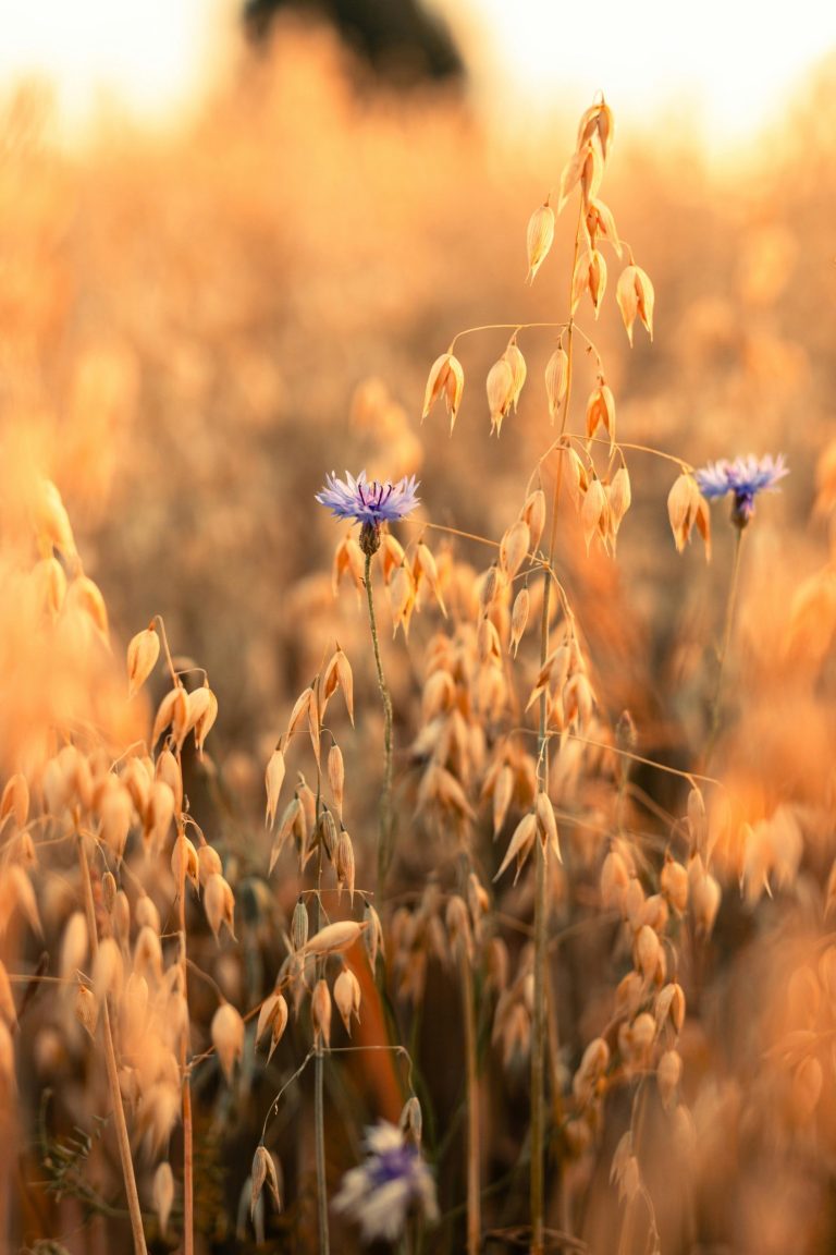 Dietary supplements from get your wellbeing by Biogena.